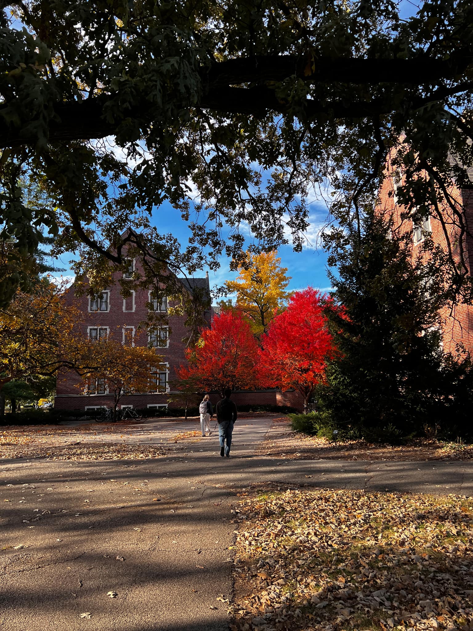 Sunny autumn campus walk: two students head away down an asphalt path flanked by red and gold maples, brown leaf litter, and red brick halls under blue sky, framed by overhanging branches