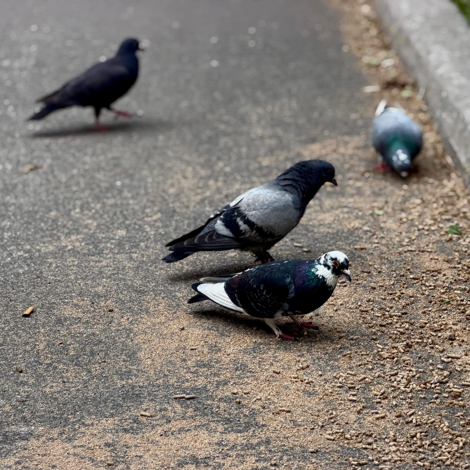 Pigeons gathered on a path scattered with birdseed, one sharply detailed in the foreground while another stands softly out of focus behind it