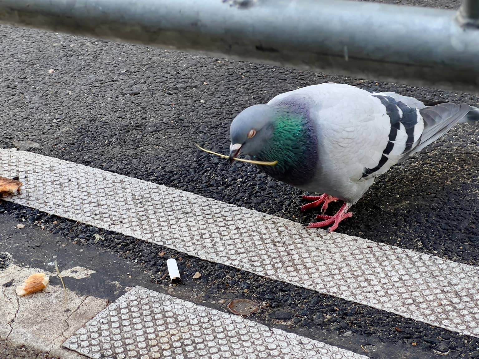 Pigeon on dark asphalt beside a white crosswalk strip, carrying a thin twig in its beak; cigarette butt and crumbs nearby, metal barrier blurred at top