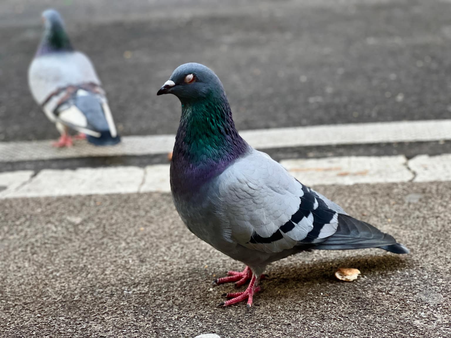 Close-up of a gray pigeon on asphalt with iridescent green-purple neck feathers, eyes closed or mid-blink; thick white road line and a second pigeon softly out of focus behind