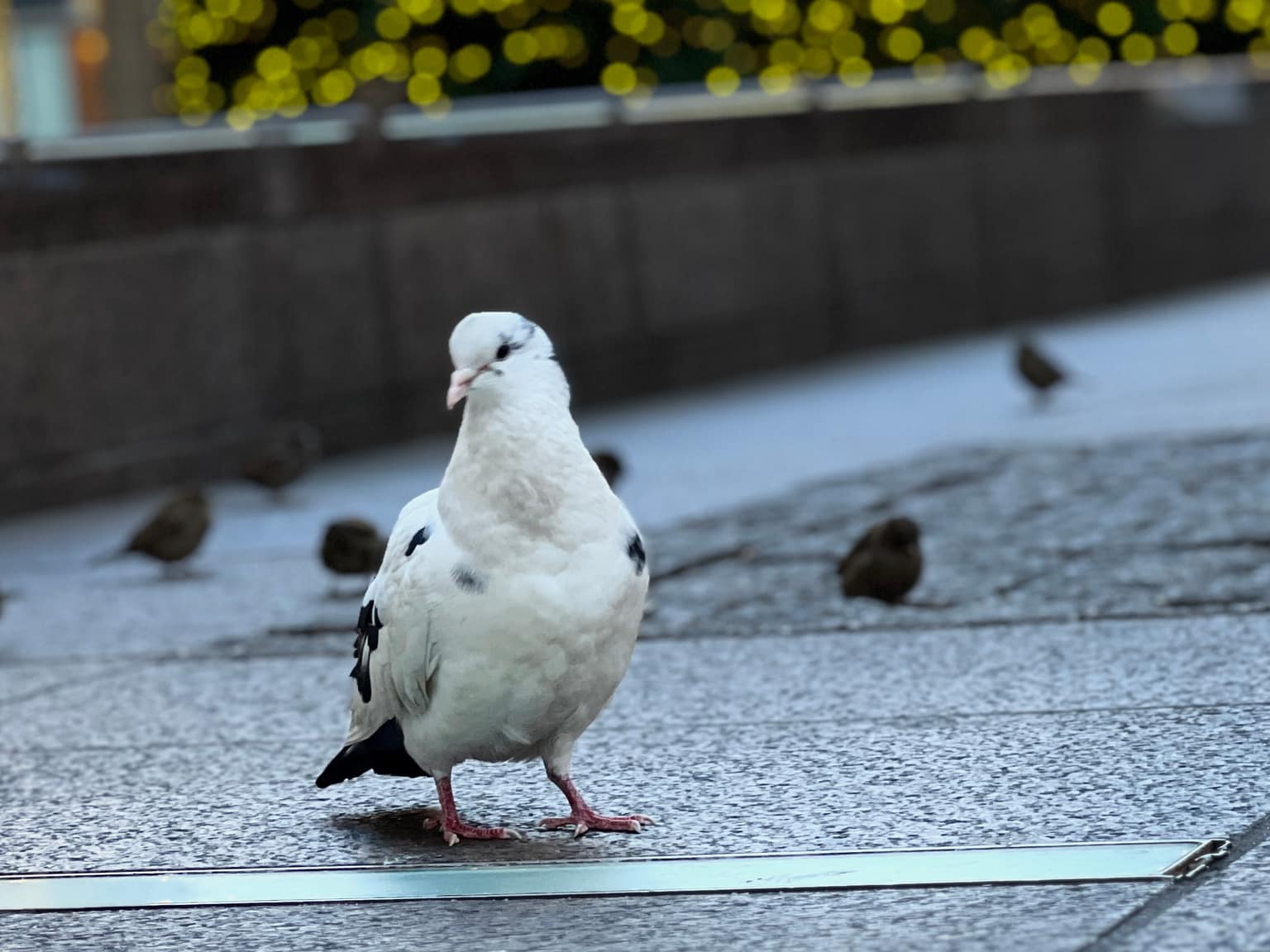 Pale pigeon nearly all white with small dark flecks on wings and neck, pink feet and pale beak, standing on gray stone plaza; out-of-focus sparrows behind and soft golden bokeh lights above