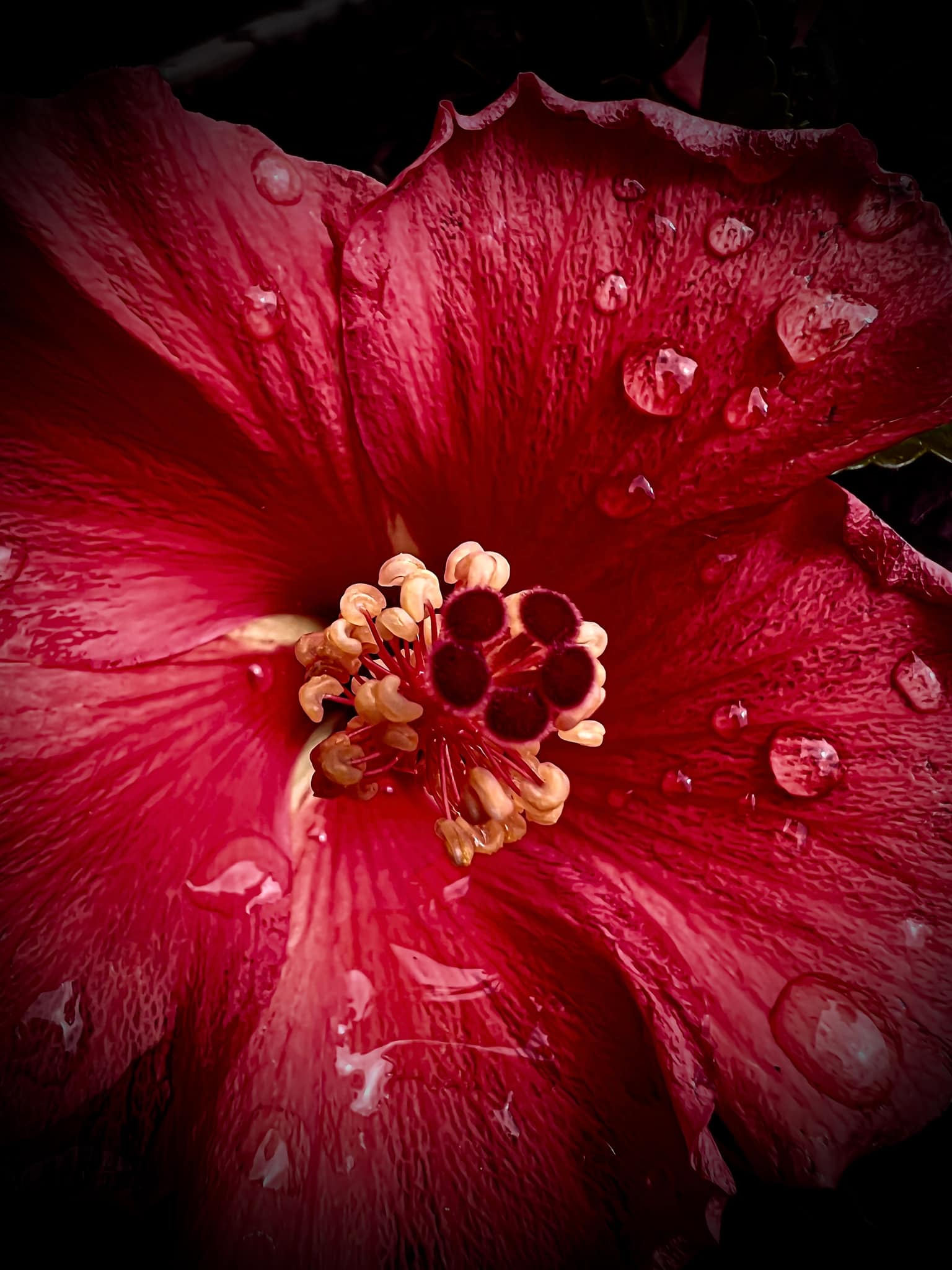 Macro flower after rain